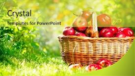  Presentation with fruit farm - PPT layouts consisting of fruit farm - organic apples in a basket background and a yellow colored foreground