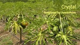  Presentation with fruit farm - Presentation with fruit farm - papayas in the tree background and a tawny brown colored foreground