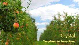  Presentation with fruit farm - Amazing PPT theme having fruit farm - red ripe apples on apple backdrop and a tawny brown colored foreground