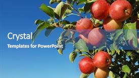  Presentation with fruit farm - Audience pleasing PPT theme consisting of fruit farm - ripe red apples on branch backdrop and a teal colored foreground