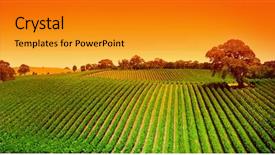  Presentation with fruit farm - Presentation theme consisting of fruit farm - sunrise over vineyard background and a gold colored foreground