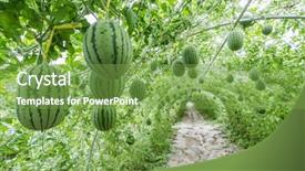  Presentation with fruit farm - Slide set featuring fruit farm - watermelon in greenhouse background and a seafoam green colored foreground