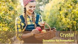  Presentation with fruit farm - Audience pleasing PPT layouts consisting of fruit farmer woman harvesting apples backdrop and a coral colored foreground
