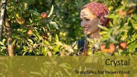  Presentation with orchard - PPT theme featuring fruit farmer woman inspecting her background and a gold colored foreground