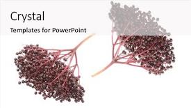  Presentation with angina - Amazing PPT theme having fruit farming - elderberry sambuscus nigra the flowers backdrop and a  colored foreground