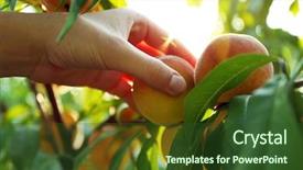  Presentation with tree - Cool new slide set with fruit farming - female hand picking peach backdrop and a tawny brown colored foreground
