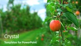  Presentation with fruit trees - Slides consisting of fruit farming - red ripe apples on apple background and a forest green colored foreground