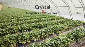  Presentation with strawberry - Slides having fruit farming - strawberry field background and a mint green colored foreground