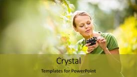  Presentation with unleavened bread grape wine - Presentation theme featuring fruit farming - woman picking grape during wine background and a gold colored foreground