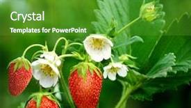  Presentation with strawberry - Cool new PPT theme with fruit flower - bush of strawberry backdrop and a tawny brown colored foreground
