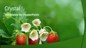  Presentation with lilac bush wood - PPT theme with fruit flower - bush of strawberry background and a forest green colored foreground