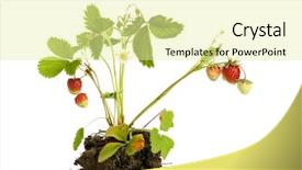  Presentation with strawberry - Colorful slide set enhanced with fruit flower - strawberry plant with roots backdrop and a blonde colored foreground