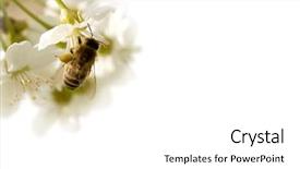  Presentation with bee - Presentation having fruit fly - bee in cherry flower isolated background and a white colored foreground
