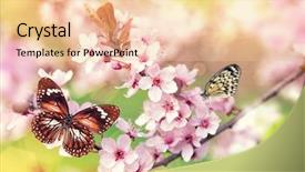  Presentation with butterfly - Audience pleasing PPT layouts consisting of fruit fly - spring blossoms with butterfly close-up backdrop and a lemonade colored foreground