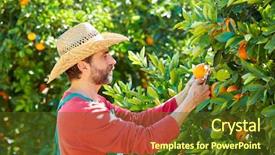  Presentation with orange - Beautiful PPT theme featuring fruit garden - farmer man harvesting oranges backdrop and a tawny brown colored foreground