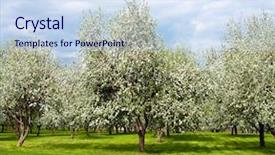  Presentation with springtime - Beautiful slides featuring fruit garden - rural blossoming landscape in springtime backdrop and a sky blue colored foreground