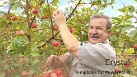  Presentation with fruit - PPT theme having fruit garden - senior farmer harvesting a apple background and a coral colored foreground