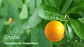  Presentation with fruit tree - Slides having fruit garden - tangerine on a citrus tree background and a forest green colored foreground