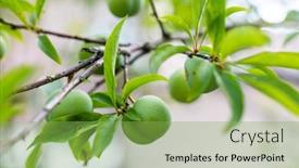  Presentation with fruit tree - PPT theme enhanced with fruit-greengage-on-the-tree background and a seafoam green colored foreground