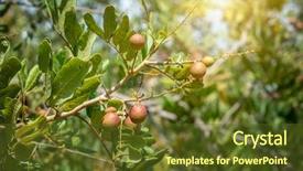  Presentation with fruit tree - Beautiful theme featuring fruit hanging on the tree backdrop and a tawny brown colored foreground