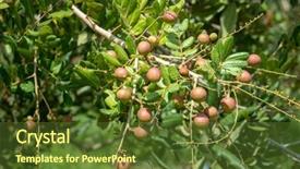  Presentation with fruit tree - PPT layouts with fruit hanging on the tree background and a tawny brown colored foreground