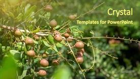  Presentation with fruit tree - Slide deck featuring fruit hanging on the tree background and a tawny brown colored foreground