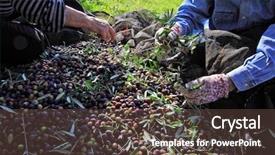  Presentation with multiculturl people - PPT layouts consisting of fruit harvesting - detail of people and olive background and a tawny brown colored foreground