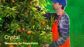  Presentation with farmer overlooking his fields - Audience pleasing PPT theme consisting of fruit harvesting - tangerine orange farmer collecting man backdrop and a tawny brown colored foreground