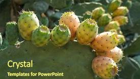  Presentation with feminine pad menstrual pads blood - PPT theme featuring fruit in nature green pad background and a tawny brown colored foreground