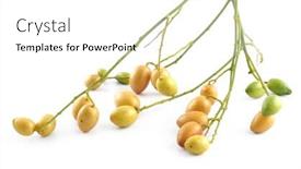  Presentation with fruit - Beautiful theme featuring fruit-in-white-background backdrop and a white colored foreground