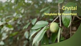  Presentation with fruit tree - Amazing presentation theme having fruit of aiyu jelly tree backdrop and a tawny brown colored foreground