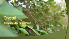  Presentation with fruit tree - Presentation consisting of fruit of aiyu jelly tree background and a tawny brown colored foreground