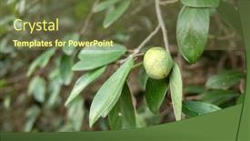  Presentation with fruit tree - PPT theme having fruit-of-aiyu-jelly-tree background and a tawny brown colored foreground