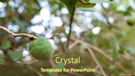  Presentation with fruit tree - Presentation design featuring fruit-of-aiyu-jelly-tree background and a tawny brown colored foreground