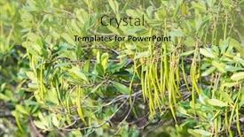  Presentation with mangrove - Colorful PPT theme enhanced with fruit-of-mangrove backdrop and a yellow colored foreground