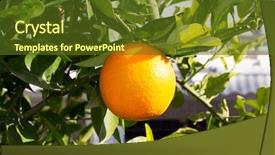  Presentation with fruit tree - Slide set consisting of fruit of orange tree hanging ripe in mediterranean spain background and a tawny brown colored foreground