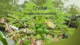  Presentation with fruit tree - Amazing slide deck having fruit on tree not ready backdrop and a yellow colored foreground