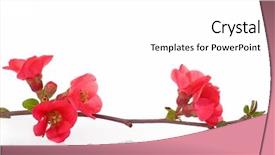  Presentation with fruit tree - Beautiful PPT theme featuring fruit-tree branch with spring red flowers backdrop and a white colored foreground