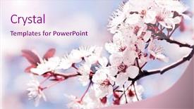  Presentation with japanese flowers - Audience pleasing PPT theme consisting of fruit tree plant blossom backdrop and a sky blue colored foreground