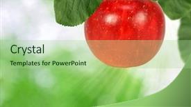  Presentation with apple tree golden - Audience pleasing slide deck consisting of fruit trees - apple backdrop and a mint green colored foreground