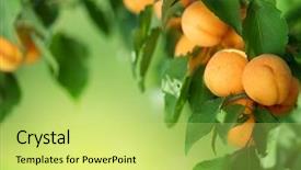  Presentation with apricot - PPT layouts having fruit trees - apricot frame background and a yellow colored foreground