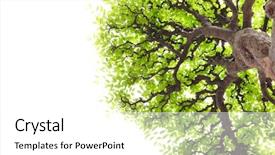  Presentation with branch - Cool new PPT layouts with fruit trees - branch with green leaves isolated backdrop and a white colored foreground