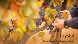  Presentation with fruit trees - PPT theme featuring fruit trees - farmer inspecting his ripe wine background and a gold colored foreground