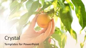  Presentation with flat peach tree - Presentation theme having fruit trees - female hand picking peach background and a lemonade colored foreground