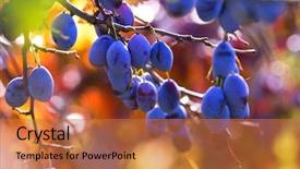  Presentation with autumn blue - Presentation having fruit trees - fresh ripe blue plums background and a red colored foreground