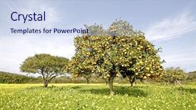  Presentation with fruit tree - Beautiful presentation design featuring fruit trees - orange tree in springtime full backdrop and a sky blue colored foreground