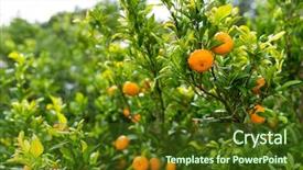  Presentation with fruit tree - Cool new PPT theme with fruit trees - persimmon tree backdrop and a tawny brown colored foreground