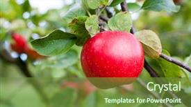  Presentation with red apple tree - Presentation consisting of old wooden radio apparatus isolated background and a soft green colored foreground