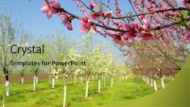  Presentation with fruit trees - Colorful PPT theme enhanced with fruit trees - spring blossom backdrop and a mint green colored foreground