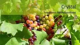  Presentation with unripe - Amazing slide deck having fruit trees - unripe grapes and vine leaves backdrop and a gold colored foreground